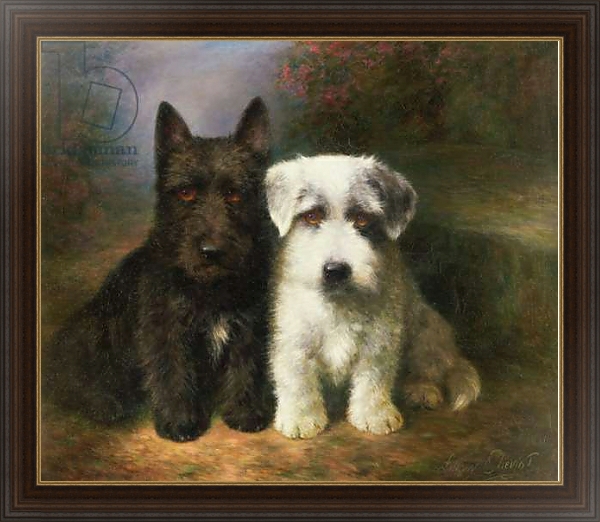 Постер A Scottish and a Sealyham Terrier с типом исполнения На холсте в раме в багетной раме 1.023.151