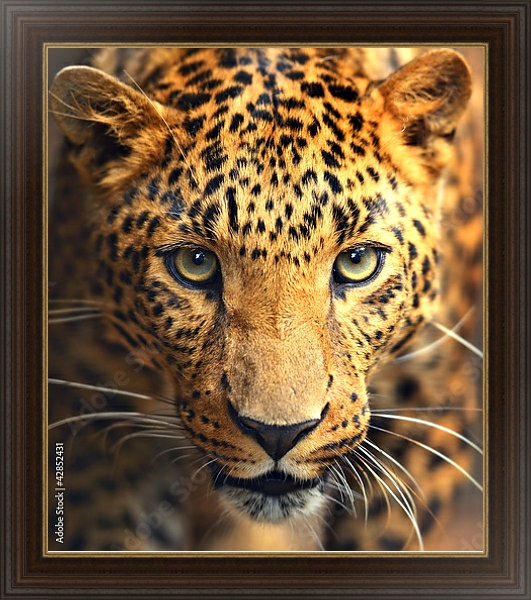 Постер Леопард с типом исполнения На холсте в раме в багетной раме 1.023.151