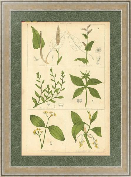 Постер Botanical Magazine #51 с типом исполнения Акварель в раме в багетной раме 485.M40.584