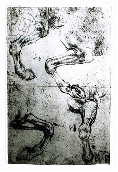 Постер Studies of Horses legs с типом исполнения На холсте в раме в багетной раме 221-03
