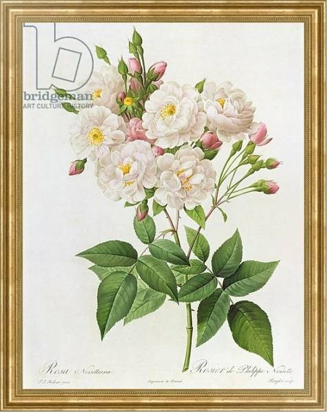 Постер Rosa Noisettiana, from'Les Roses', 19th century 9coloured engraving) с типом исполнения На холсте в раме в багетной раме NA033.1.051