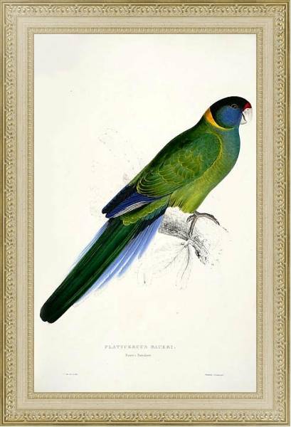 Постер Parrots by E.Lear  #14 с типом исполнения Акварель в раме в багетной раме 484.M48.725