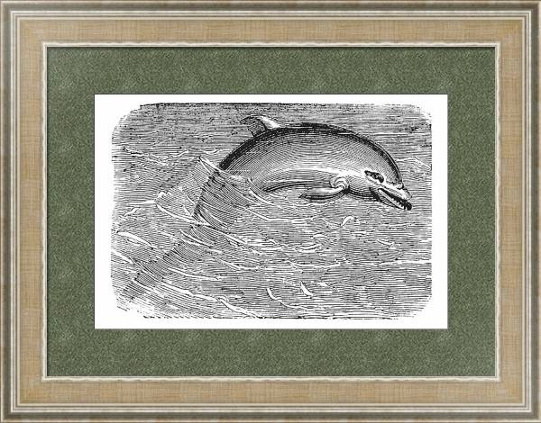 Постер Bottlenose Dolphin or Tursiops truncatus or Tursiops aduncus, vintage engraving с типом исполнения Акварель в раме в багетной раме 485.M40.584