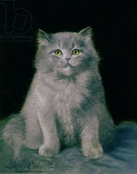 Постер Study of a cat с типом исполнения На холсте без рамы