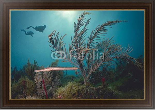Постер Два дайвера под водой у Карибского Кораллового рифа с типом исполнения На холсте в раме в багетной раме 1.023.151