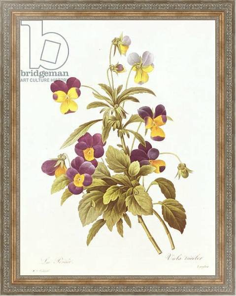 Постер Viola Tricolour с типом исполнения На холсте в раме в багетной раме 484.M48.310