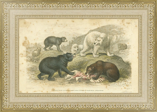 Постер Гризли, Европейский бурый медведь, Американский черный медведь, Белый медведь 1 с типом исполнения Акварель в раме в багетной раме 484.M48.725