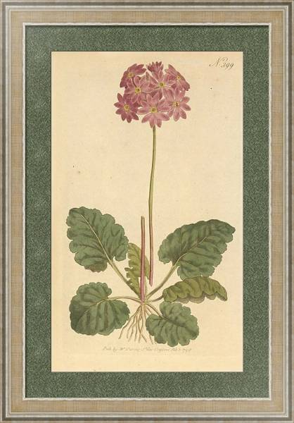Постер Primula Cortusoides. Cortusa-Leaved Primula с типом исполнения Акварель в раме в багетной раме 485.M40.584