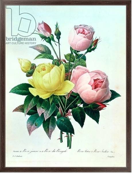 Постер Rosa Lutea and Rosa Indica, from 'Les Choix des Plus Belles Fleurs', 1827 с типом исполнения На холсте в раме в багетной раме 221-02