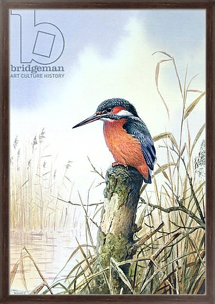 Постер Kingfisher 2 с типом исполнения На холсте в раме в багетной раме 221-02