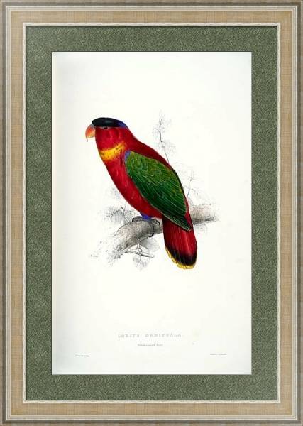 Постер Parrots by E.Lear  #34 с типом исполнения Акварель в раме в багетной раме 485.M40.584
