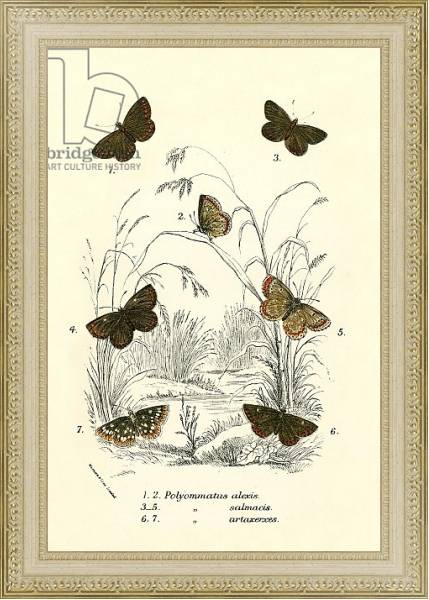 Постер Butterflies 46 с типом исполнения Акварель в раме в багетной раме 484.M48.725