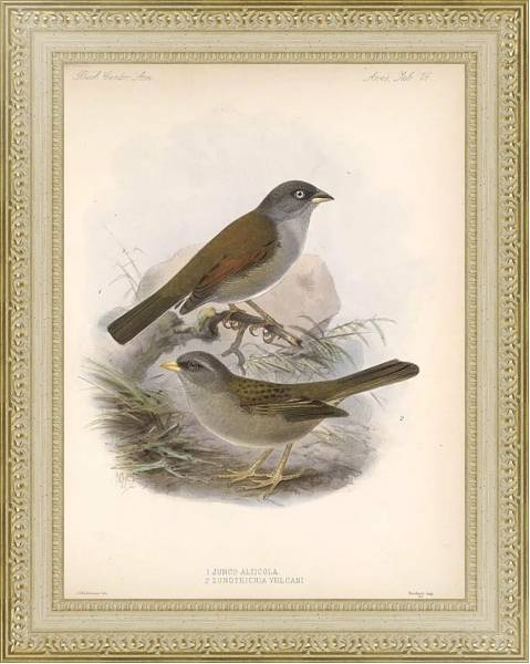 Постер Птицы J. G. Keulemans №28 с типом исполнения Акварель в раме в багетной раме 484.M48.725