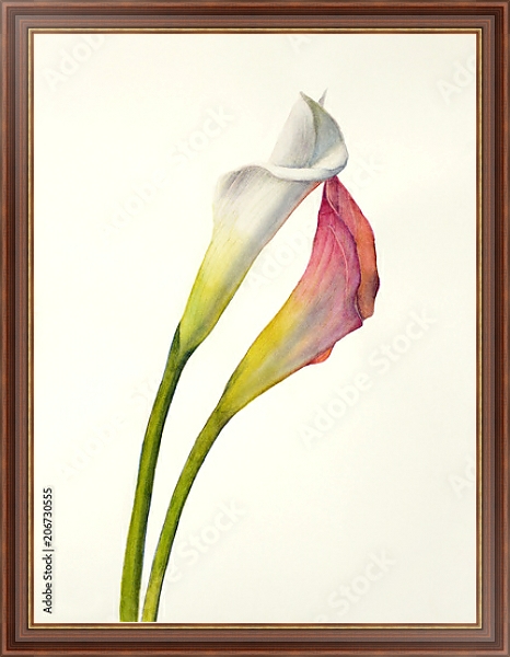 Постер Два акварельных цветка калла с типом исполнения На холсте в раме в багетной раме 35-M719P-83