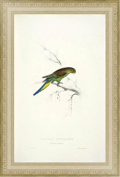 Постер Parrots by E.Lear  #10 с типом исполнения Акварель в раме в багетной раме 484.M48.725
