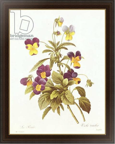 Постер Viola Tricolour с типом исполнения На холсте в раме в багетной раме 1.023.151