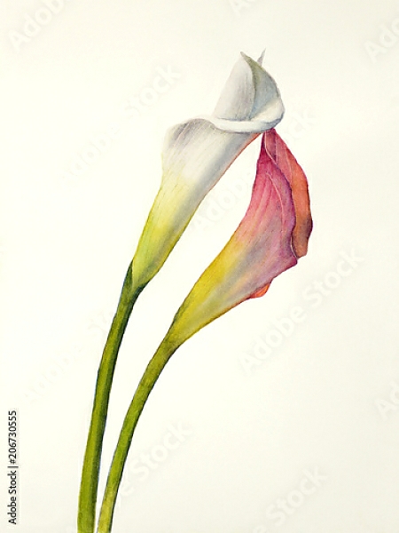 Постер Два акварельных цветка калла с типом исполнения На холсте без рамы
