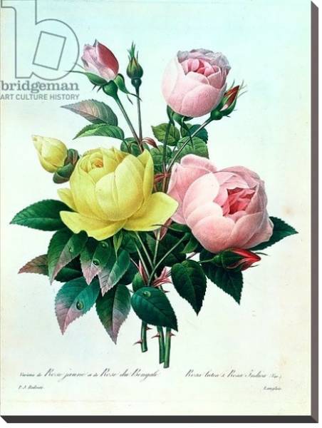 Постер Rosa Lutea and Rosa Indica, from 'Les Choix des Plus Belles Fleurs', 1827 с типом исполнения На холсте без рамы