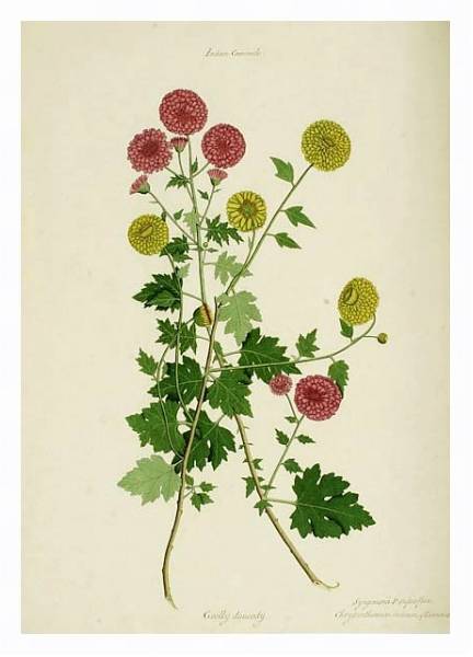 Постер Dendranthema x grandiflora с типом исполнения На холсте в раме в багетной раме 221-03
