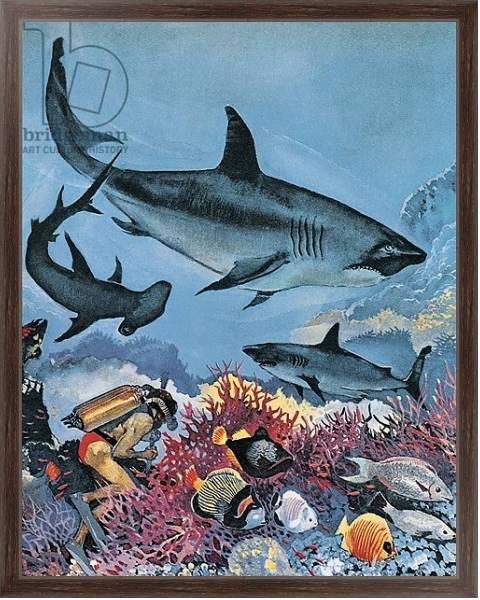 Постер Sharks с типом исполнения На холсте в раме в багетной раме 221-02