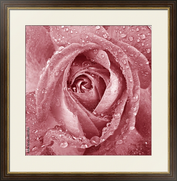 Постер Розовая роза с каплями с типом исполнения Под стеклом в багетной раме 1.023.036