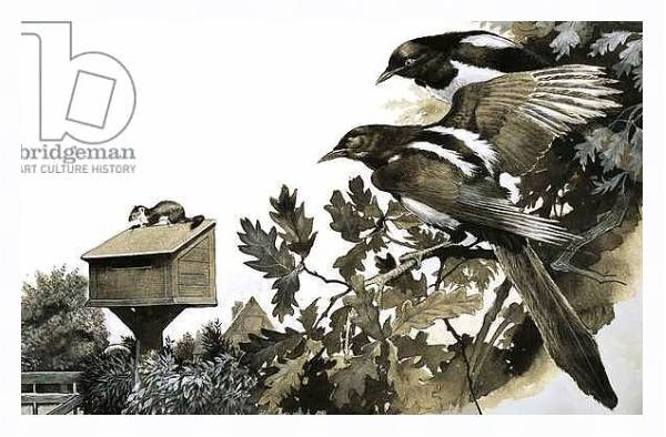 Постер Magpies watching a stoat atop a bird house с типом исполнения На холсте в раме в багетной раме 221-03
