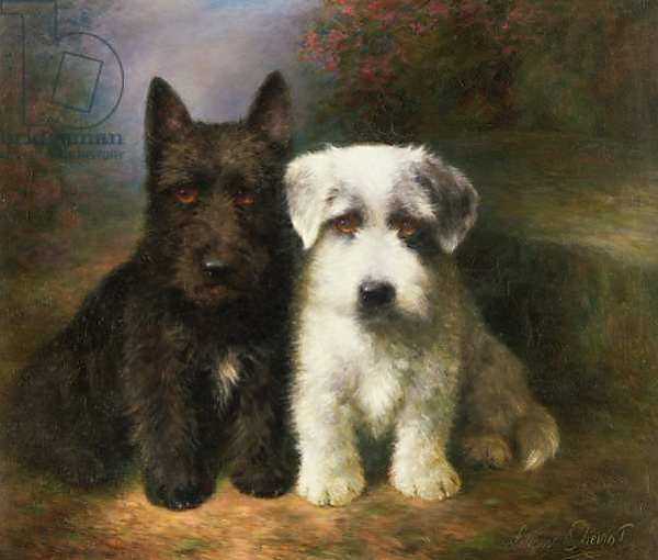 Постер A Scottish and a Sealyham Terrier с типом исполнения На холсте без рамы