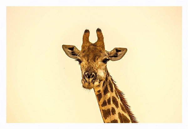 Постер Жующий жираф с типом исполнения На холсте в раме в багетной раме 221-03