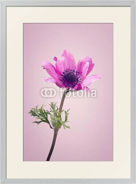 Постер Фиолетовый цветок на розовом фоне с типом исполнения Под стеклом в багетной раме 1727.2310