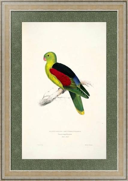 Постер Parrots by E.Lear  #11 с типом исполнения Акварель в раме в багетной раме 485.M40.584