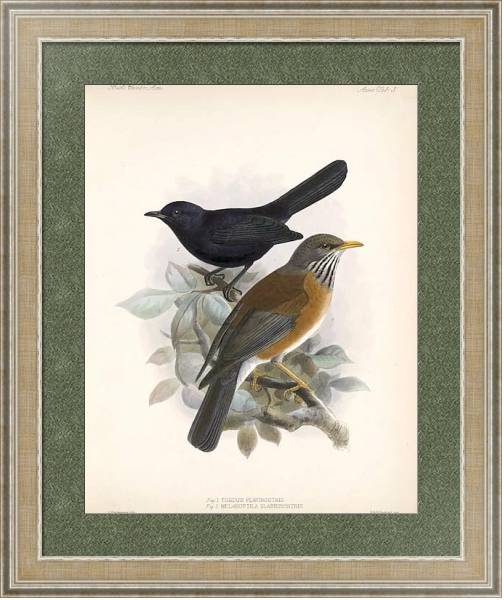 Постер Птицы J. G. Keulemans №4 с типом исполнения Акварель в раме в багетной раме 485.M40.584