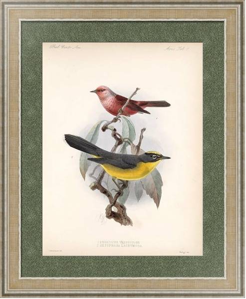 Постер Птицы J. G. Keulemans №12 с типом исполнения Акварель в раме в багетной раме 485.M40.584