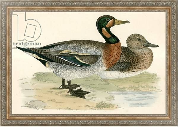 Постер Bimaculated Duck с типом исполнения На холсте в раме в багетной раме 484.M48.310