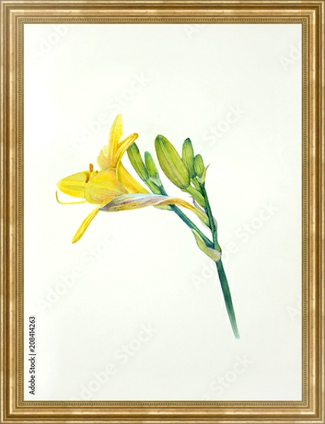 Постер Желтый акварельный цветок лилейника с типом исполнения На холсте в раме в багетной раме NA033.1.051