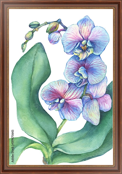Постер Веточка цветущей тропической синей орхидеи  с типом исполнения На холсте в раме в багетной раме 35-M719P-83