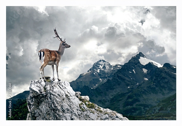 Постер Олень на вершине скалы на фоне снежных гор с типом исполнения На холсте в раме в багетной раме 221-03