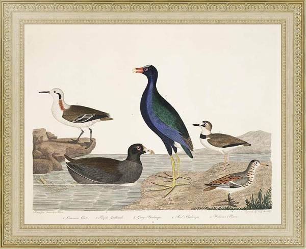 Постер Птицы Америки Уилсона 74 с типом исполнения Акварель в раме в багетной раме 484.M48.725