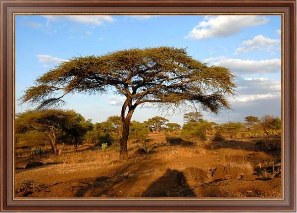 Постер Кения, Африка. Национальный парк с типом исполнения На холсте в раме в багетной раме 35-M719P-83