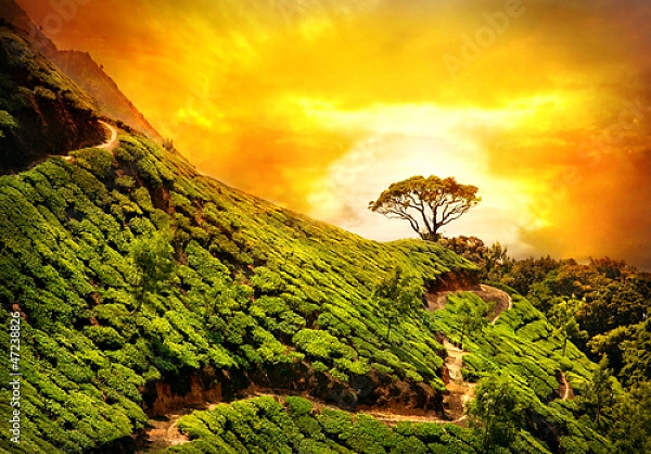 Постер Индия, Муннар, чайная плантация с типом исполнения На холсте без рамы