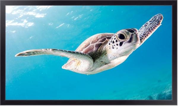 Постер Морская черепаха под водой с типом исполнения На холсте в раме в багетной раме 221-01