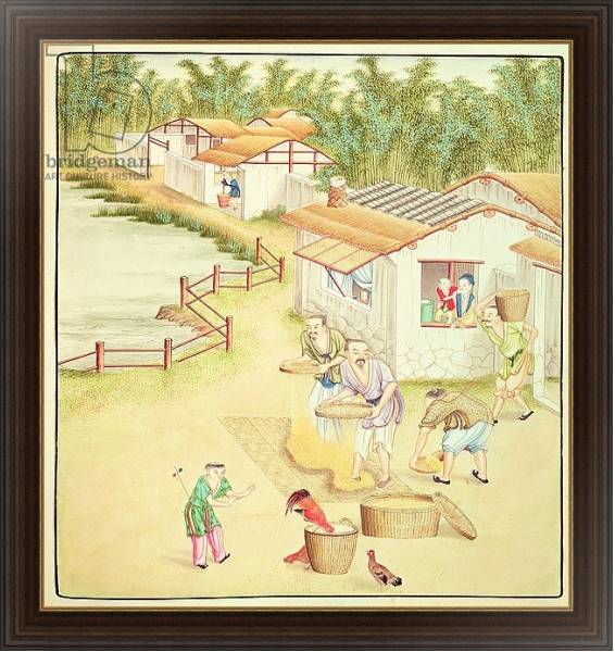 Постер Chinese Peasants Sifting Rice с типом исполнения На холсте в раме в багетной раме 1.023.151