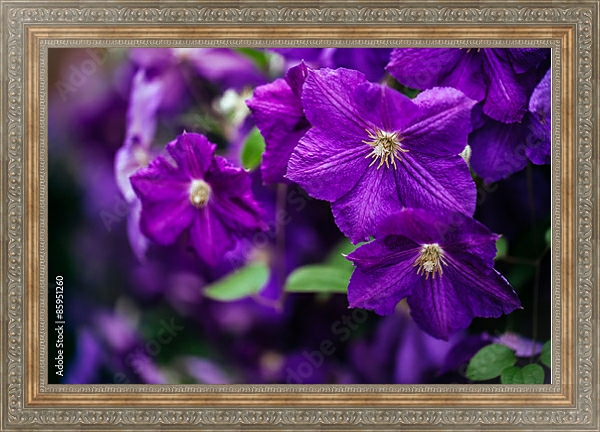 Постер Клематисы в саду.Фиолетовые с типом исполнения На холсте в раме в багетной раме 484.M48.310