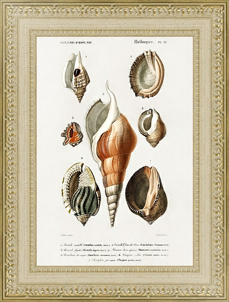 Постер Разные виды моллюсков с типом исполнения Акварель в раме в багетной раме 484.M48.725