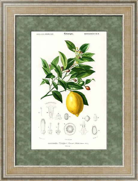 Постер Лимон (Citrus Limonium) с типом исполнения Акварель в раме в багетной раме 485.M40.584