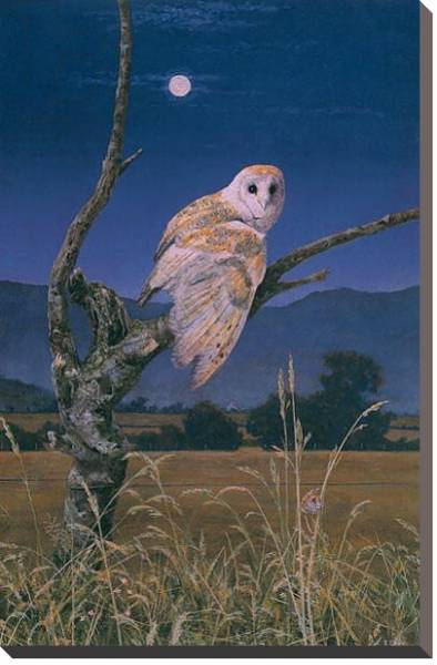 Постер Barn Owl 3 с типом исполнения На холсте без рамы
