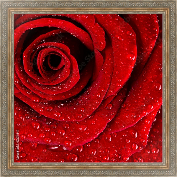 Постер Ярко-красная роза с каплями воды №3 с типом исполнения На холсте в раме в багетной раме 484.M48.310