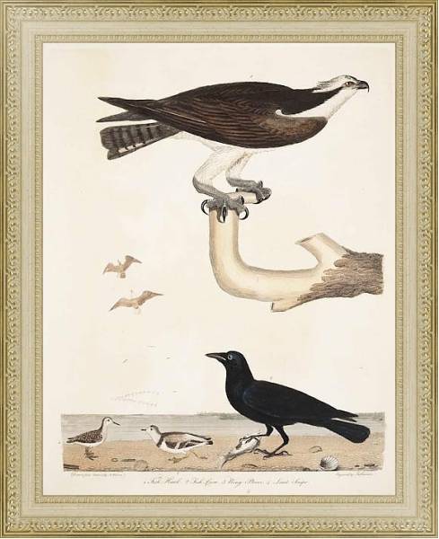 Постер Птицы Америки Уилсона 37 с типом исполнения Акварель в раме в багетной раме 484.M48.725