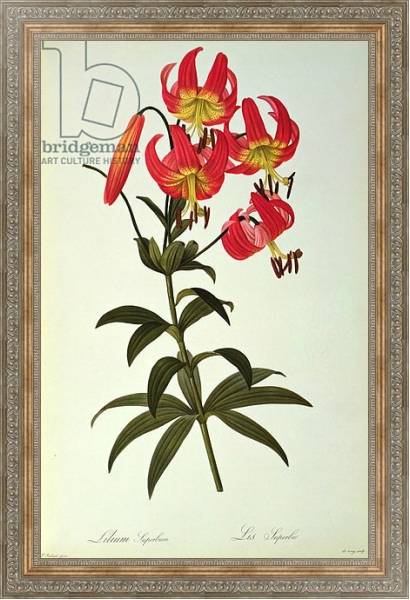 Постер Lilium Superbum, from `Les Liliacees', 1805 с типом исполнения На холсте в раме в багетной раме 484.M48.310