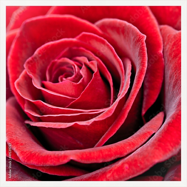 Постер Красная роза 2 с типом исполнения На холсте в раме в багетной раме 1727.7010