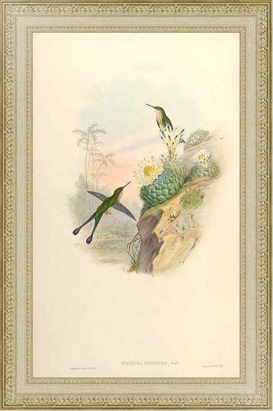 Постер Spathura Scissiura с типом исполнения Акварель в раме в багетной раме 484.M48.725
